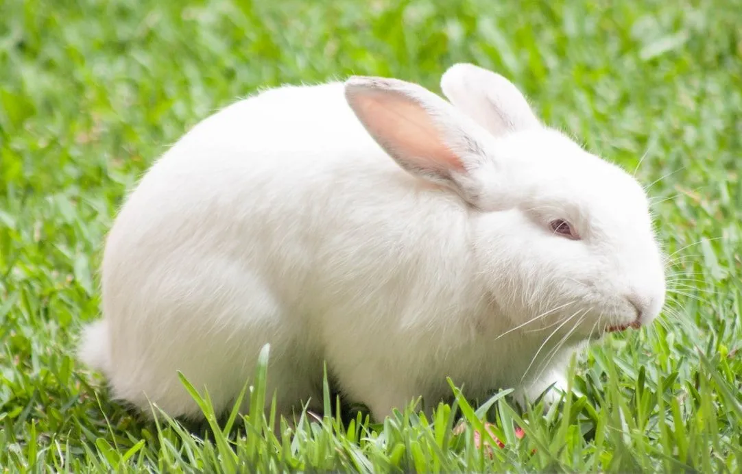 Fun Florida White Rabbit Facts For Kids | Kidadl