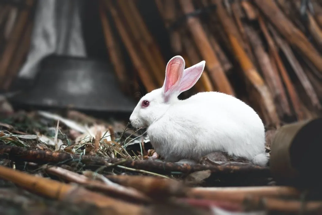 Florida white rabbit information as a show animal is educational!