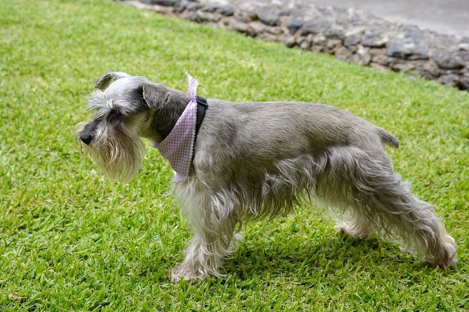 how long is a miniature schnauzer pregnant