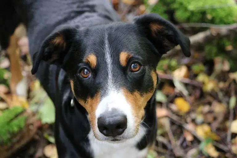 The Appenzeller Sennenhund is known for its intelligent eyes, and triangle-shaped ears that fall across the dog's cheeks.