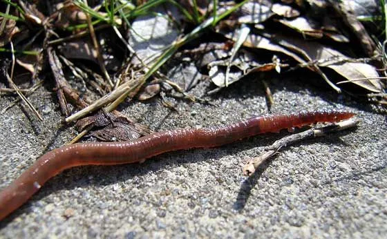 Earthworms do not have lungs or a developed respiratory system, so they breathe through their skin.