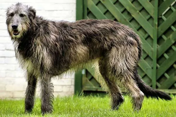 do irish wolf hounds shed