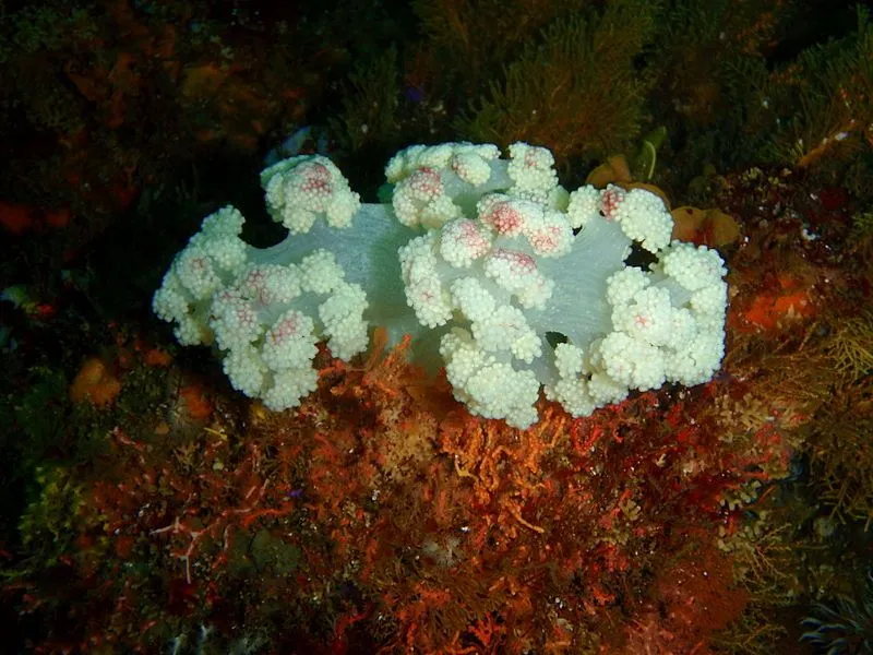 A soft coral polyp has eight tentacles.