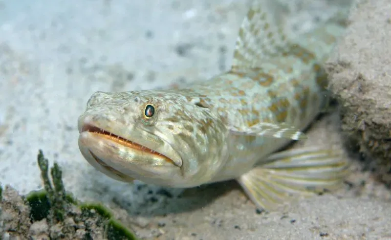 The inshore lizardfish has sharp teeth for biting.