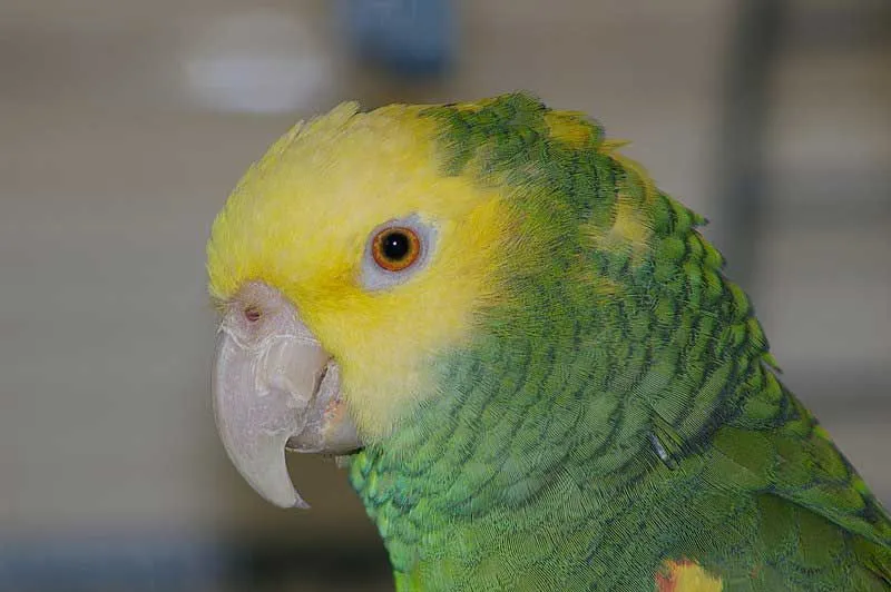 Double yellow-headed amazon parrots can sing if trained.