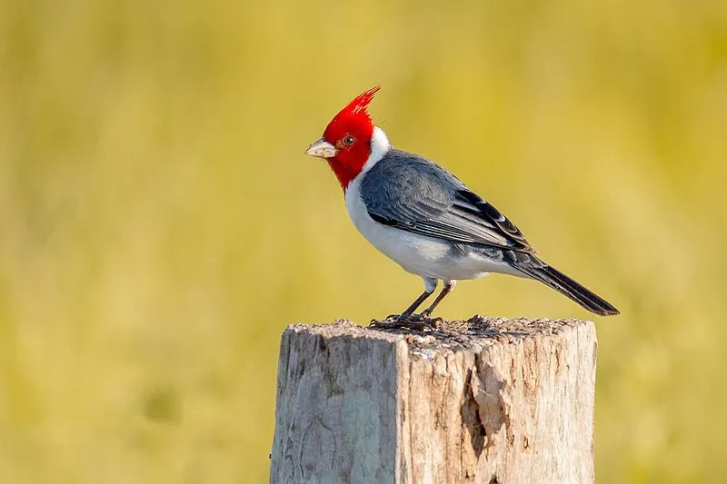 Adult red-crested cardinals have a red head crest and upper breast with a silver-gray bill.