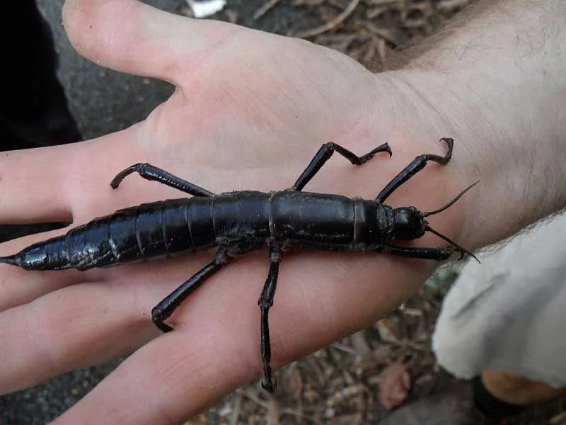 The Lord Howe Island stick insects are very rare