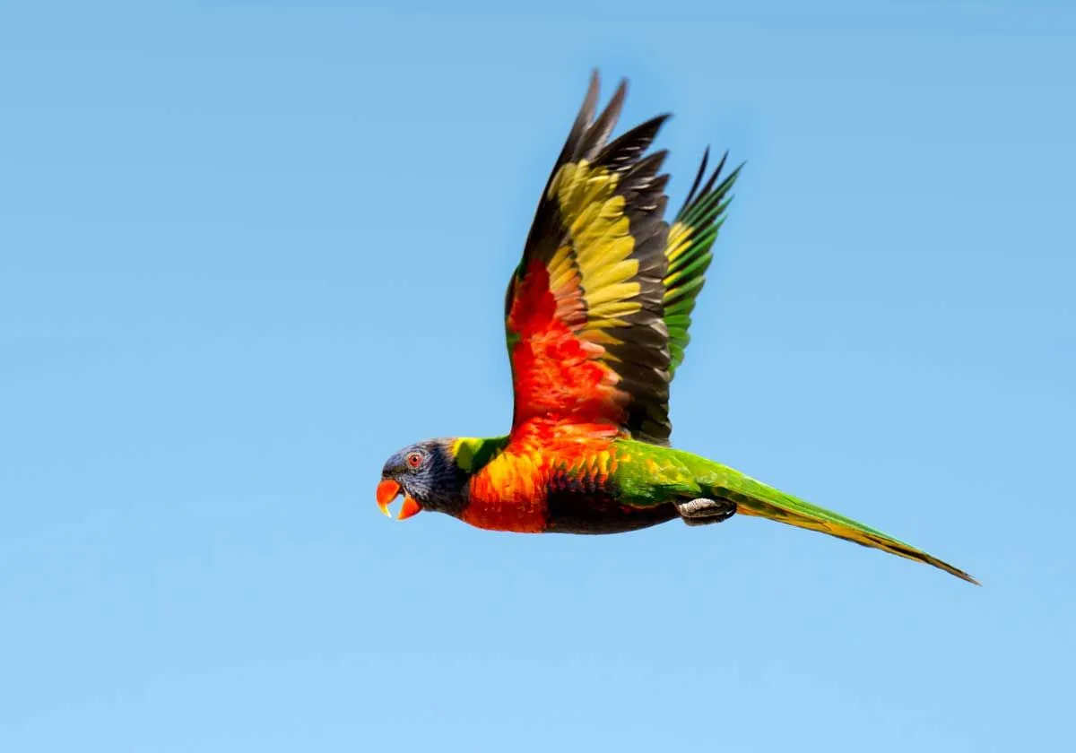 Fun Interesting Lorikeet Facts Facts For Kids