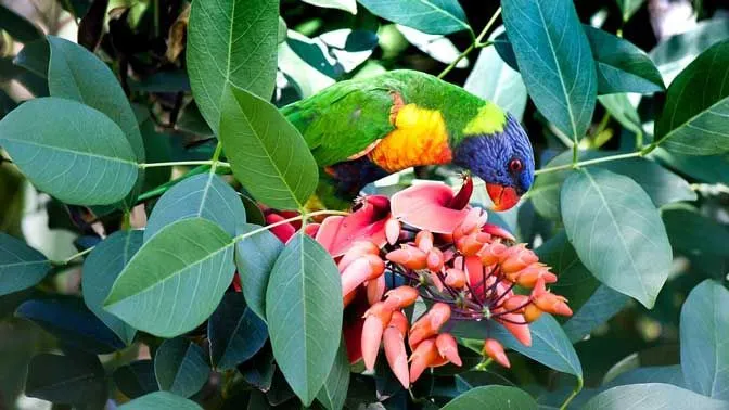 Lorikeets love feeding on flower buds and pollens.