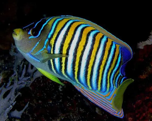 Marine angelfish can be of different colors.
