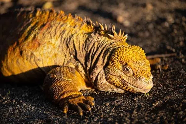 Galapagos land iguanas have a blunt head.
