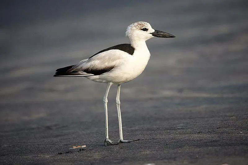 These birds are characterized by their long legs, black and white plumage, and heavy bill.