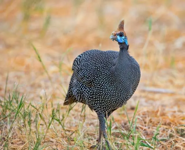 A Helmeted guineafowl fact is that they have shades of blue, red, and yellow on their head