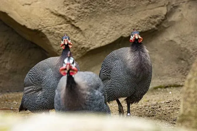 Helmeted guineafowls are wild birds native to southern Africa.