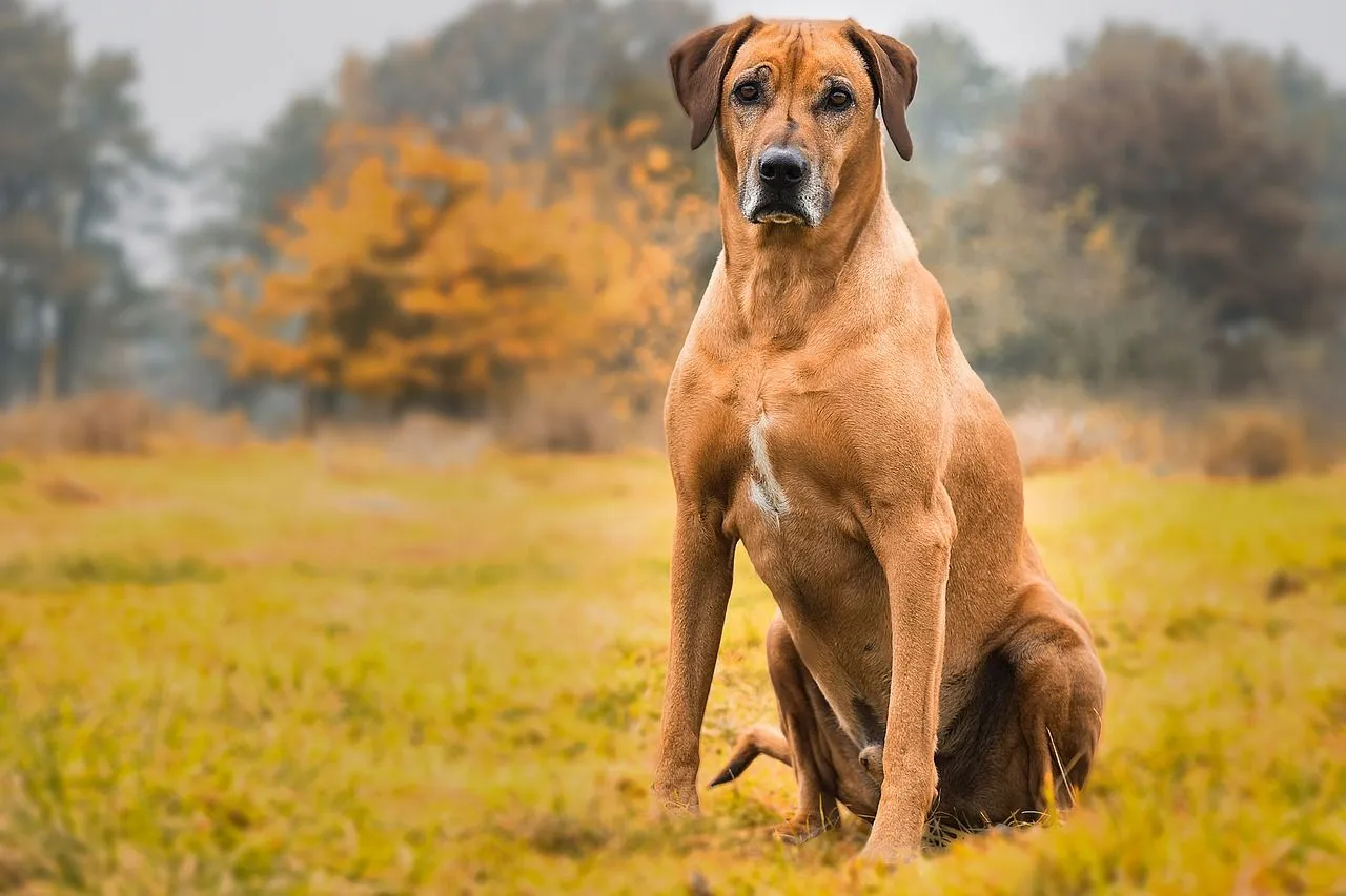 The coat color of the Rhodesian Ridgeback ranges between light wheaten to red wheaten.