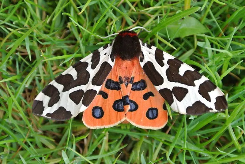 Garden tiger moth facts include interesting information!