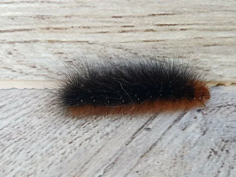 Garden tiger moth caterpillar is covered with dense hairs.