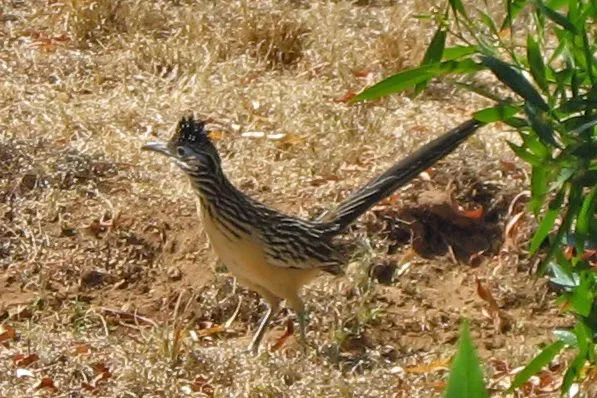 A lesser roadrunner can attain a speed of 20 mph (32.1 kph) while running.