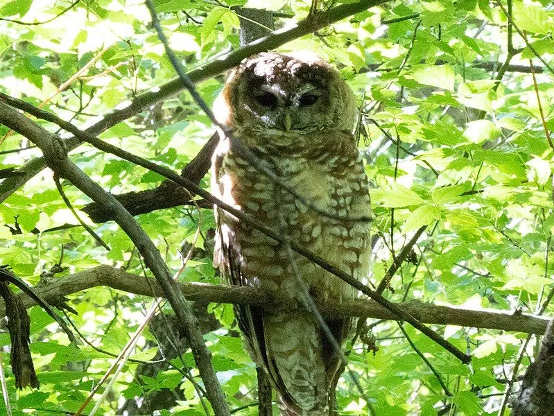 Mexican spotted owl adaptations are amusing!