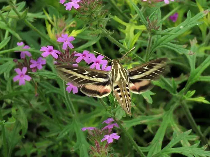White-lined sphinx moths' facts are all associated with their vibrant appearance and feeding habits.