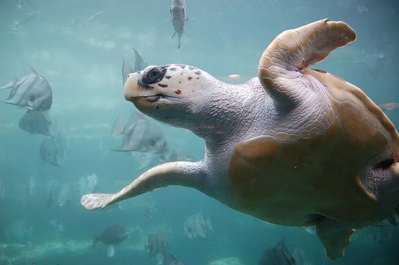 Loggerheads have carapaces that are reddish-brown in color.