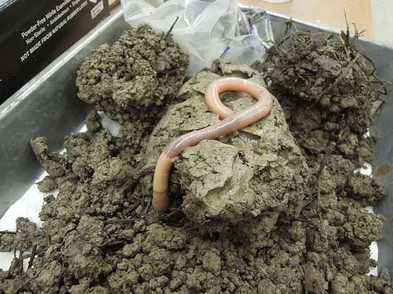 australian earthworm glowing