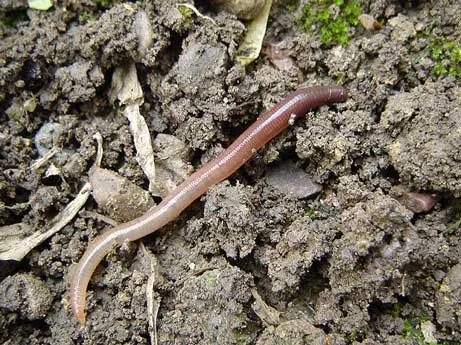 Oregon giant earthworm facts are all about the rarest species of giant earthworm found in soil.