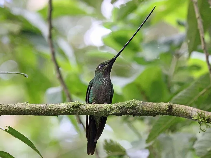 The sword-billed hummingbird has a bill that is longer than its body.