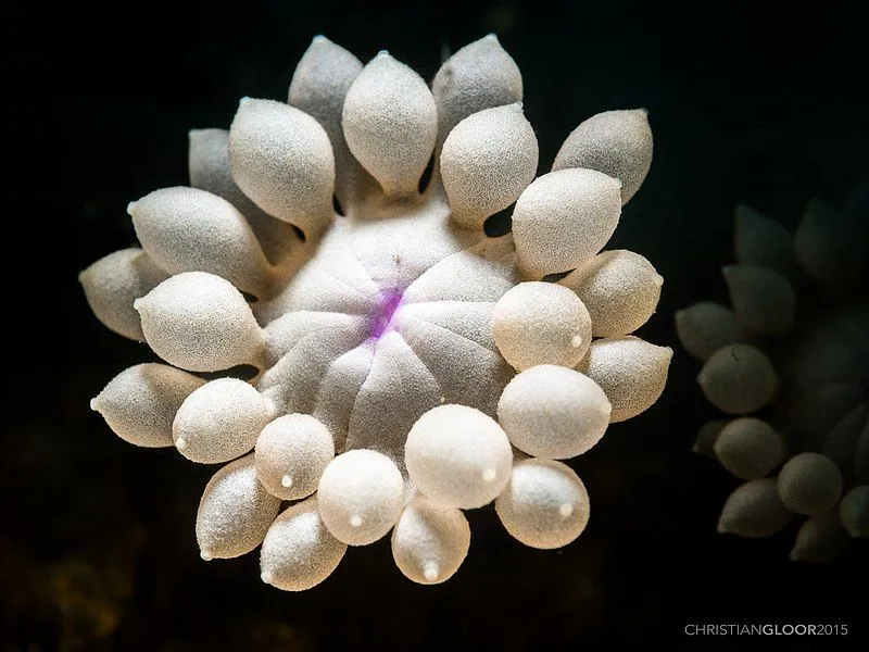 Flowerpot corals have pale, dark brown, or green coral polyps that have large tentacles.