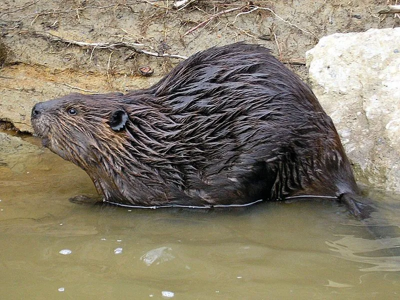 North American beaver facts are great for kids.
