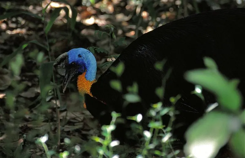 Northern cassowary facts help to know about colorful birds.