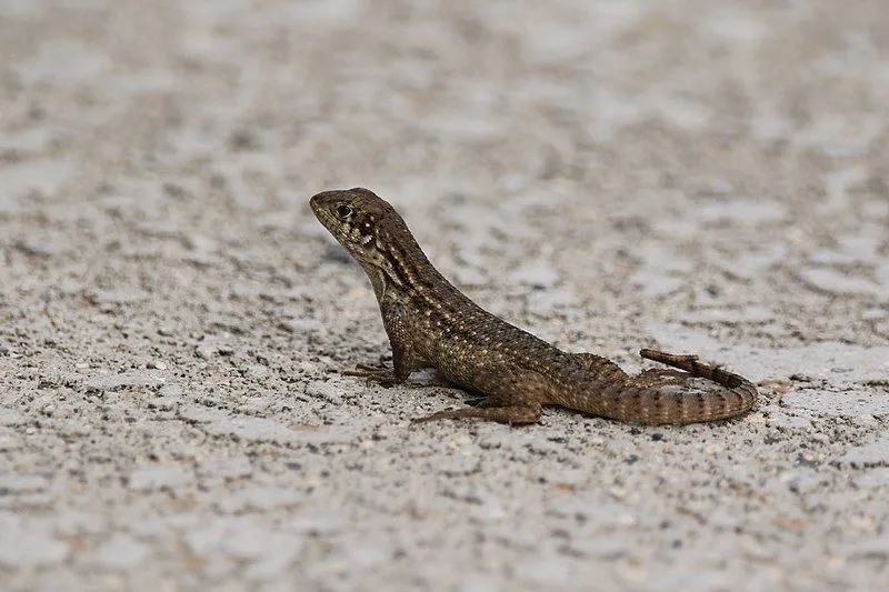 Fun Northern Curly Tailed Lizard Facts For Kids