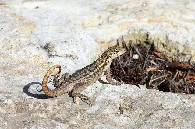 Northern curly-tailed lizards are omnivorous.