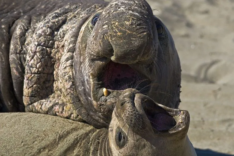 Fun Northern Elephant Seal Facts For Kids | Kidadl