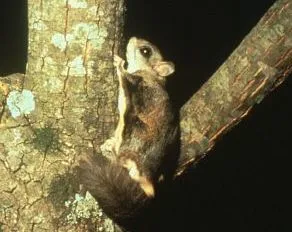 Fun Northern Flying Squirrel Facts For Kids | Kidadl