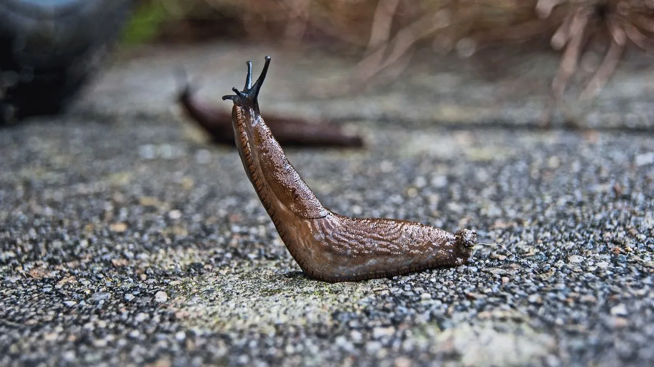 Slugs are known for leaving slimy, mucus secretion.