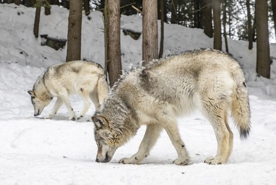 Fun Northwestern Wolf Facts For Kids
