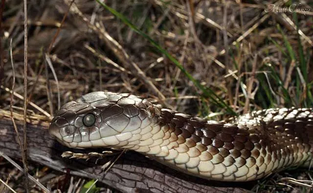 Tiger snakes have wide heads and strong bodies.