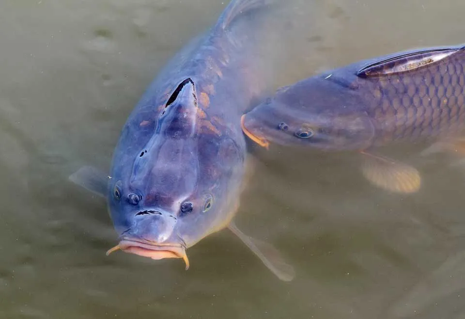Buffalo fish are bulky in nature and found in freshwater ponds.