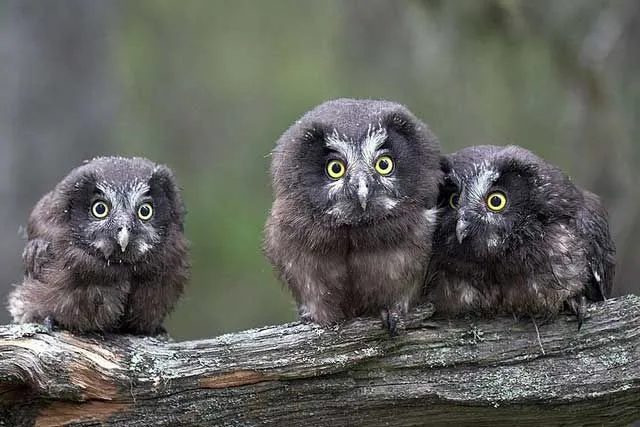 Boreal owls are nocturnal animals and have a vast breeding range.