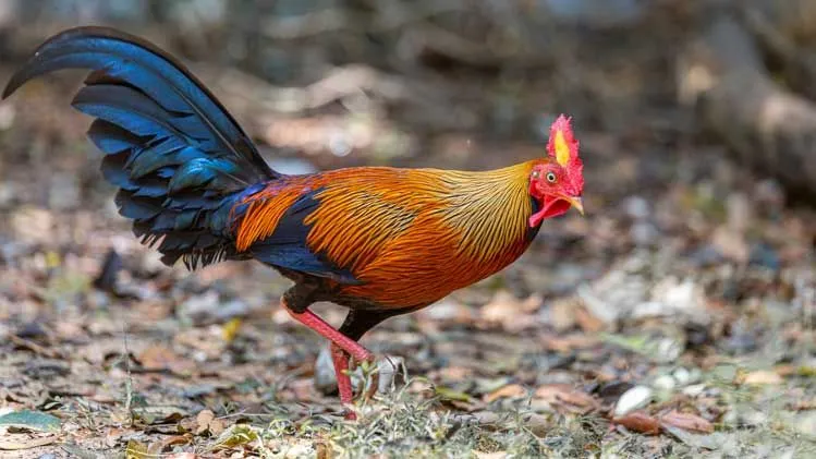 Read these interesting jungle fowl facts to learn more about this loud and vocal bird