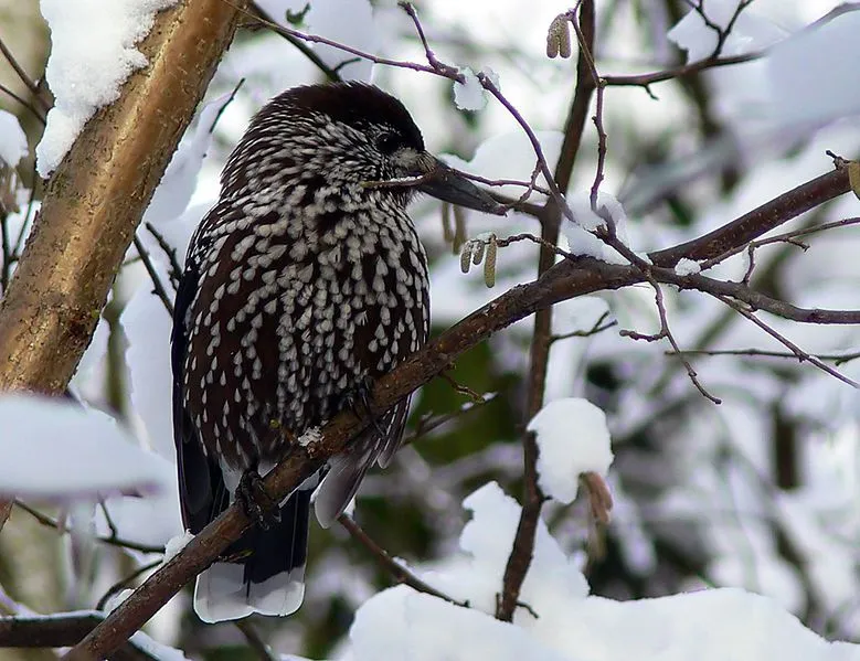 The Spotted nutcracker is the first of this genus to be identified!