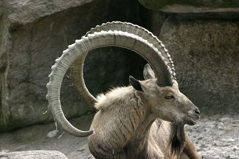 An ibex female can give birth to more than one kid, and can be very protective about them.