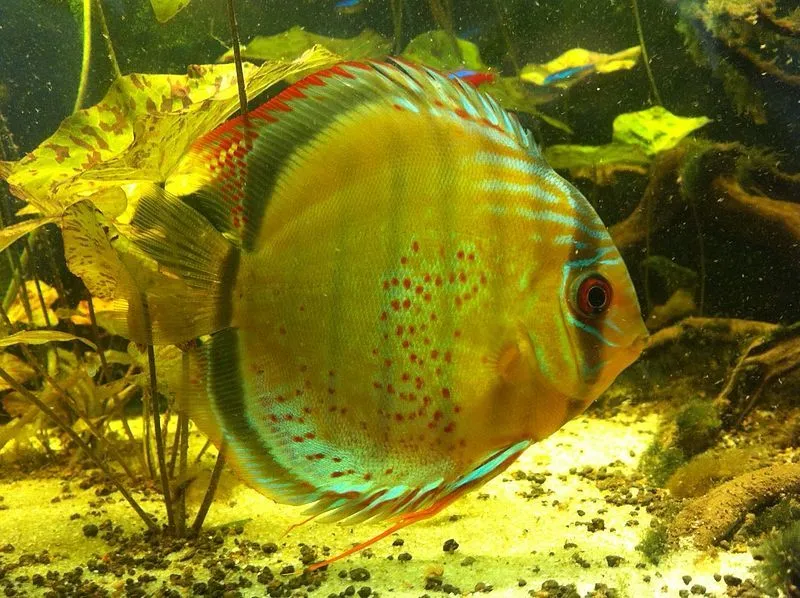 The green discus has a florescent body underwater, which is greenish to yellowish.