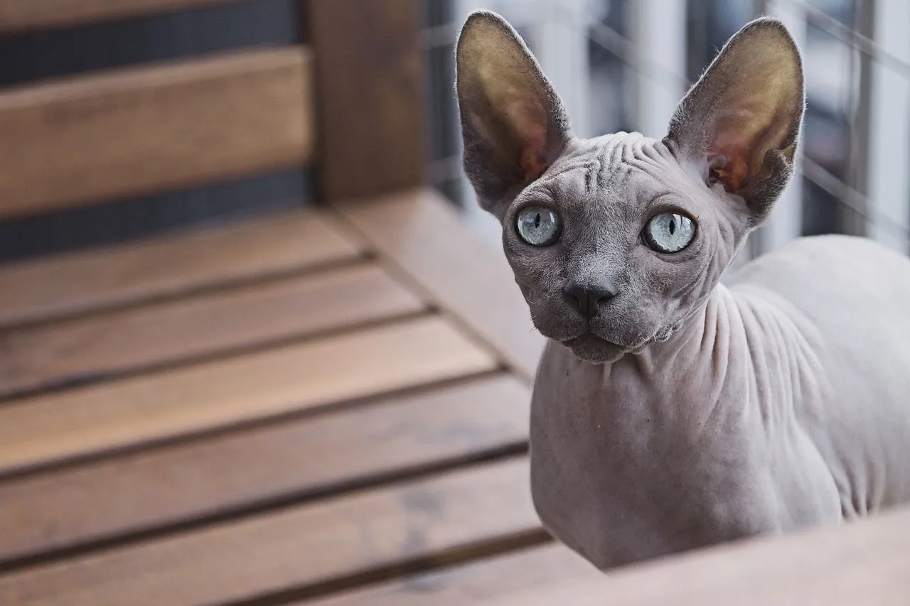 Fun Sphynx Cat Facts For Kids