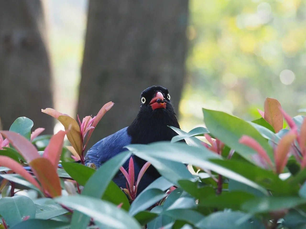 A Taiwan blue magpie, Urocissa caerulea eyeing probable invaders.