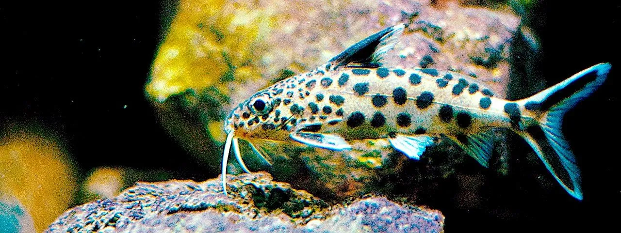 A dwarf cuckoo catfish is a perfect aquarium pet!