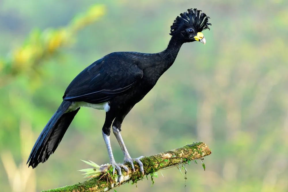 Curassow facts are fun for kids.