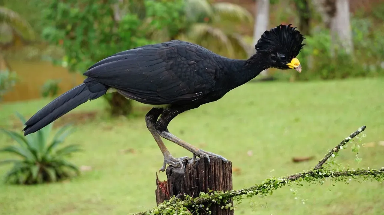 The curassow has a bright yellow colored bill.