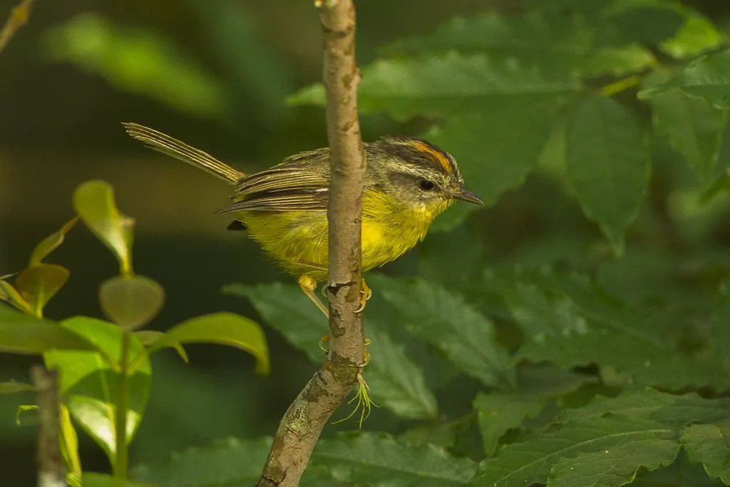 Golden-crowned warblers have a brightly-colored yellow underbelly.